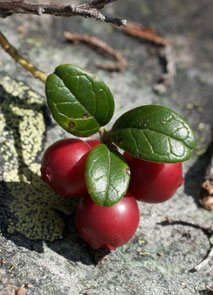 Lingon innehåller mycket resveratrol